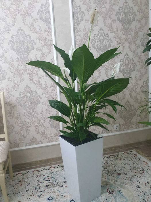 Спатифиллум Свит лауретта