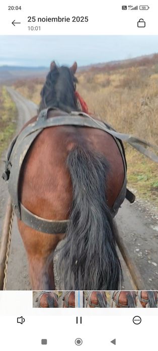 Vând sau schimb armăsar de șase ani e cuminte e blând trage bine