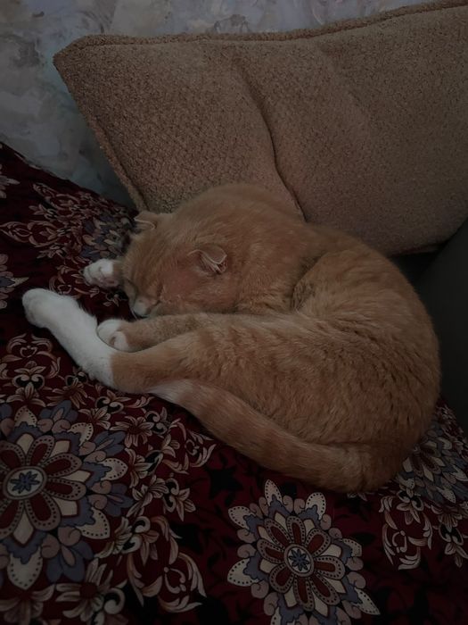 Кошка домашний, спокойный