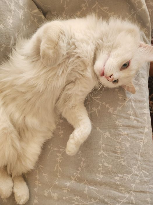 Потерялся кот, белый и глухой , с желто-зелеными глазами