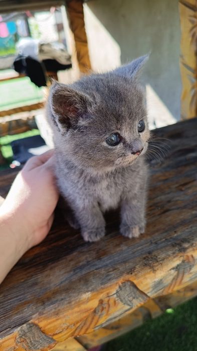 Дарю котят. Девочки