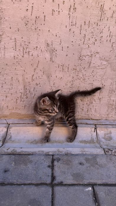 Отдам котенка в добрые руки