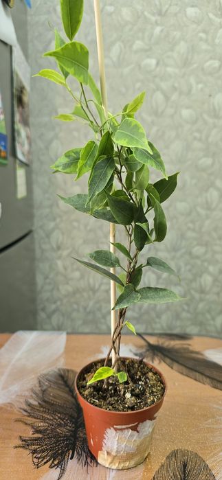 Фикус Бенджамина Анастасия