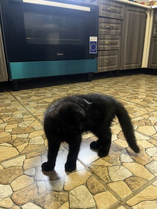 Котенок шотландский вислоухий мальчик
