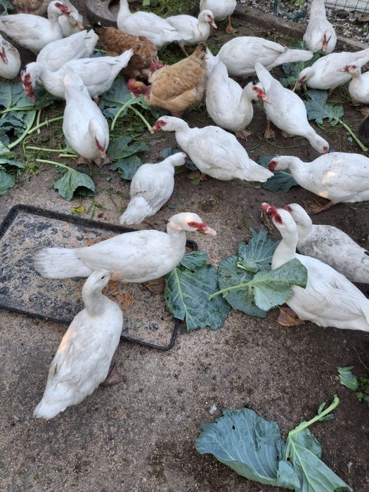 Vand rate  crescute la țară bio