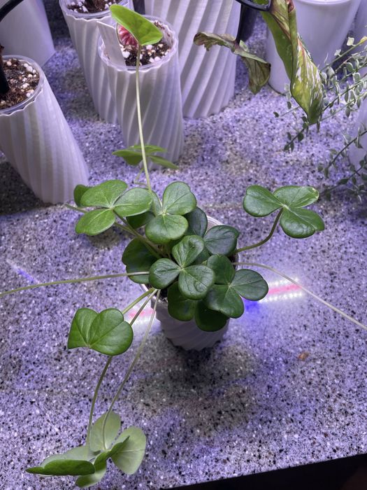 Оксалис Амаранта