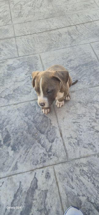 Малки чистокръвни  Питбули