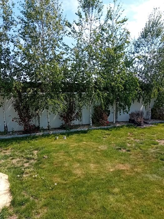 Plantație de mesteacăn alb ornamental