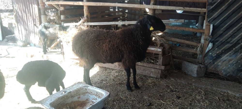 Сатыладыыыыыыыыы