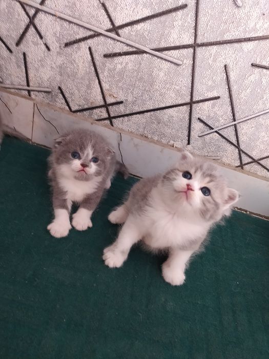 Срочна шотландский вислоухий и британский фолд