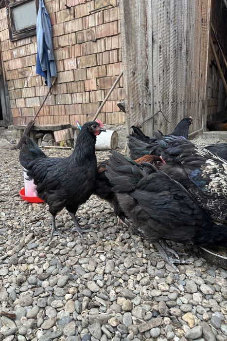Cocoși australorp