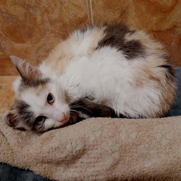 Подарявам котенце от 3 месеца