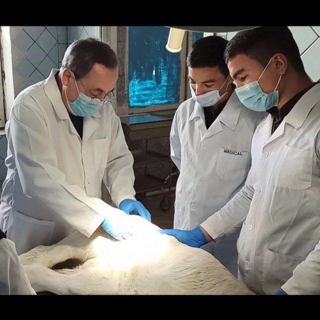 Veterinar vrach / Ветеринар врач/ Vet doctor