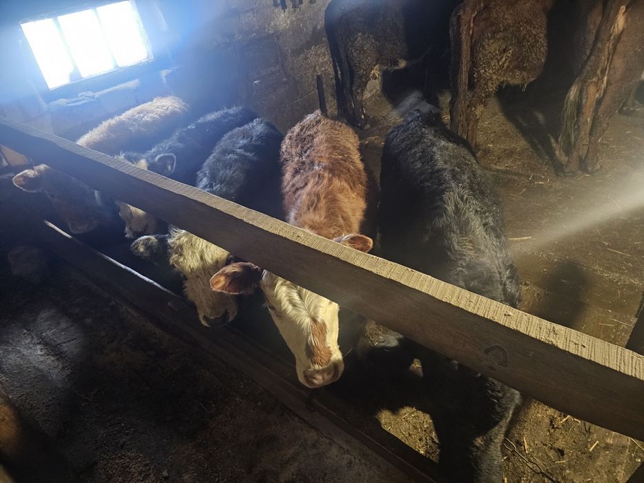 5 бұзау сатылады