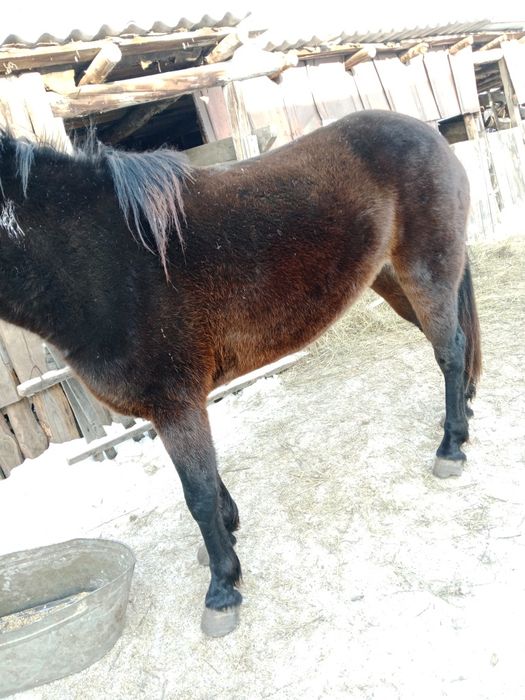 Продам лошадь 4 летка