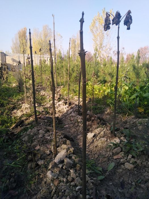 Яшил макон лойихаси учун арзон кучатлар