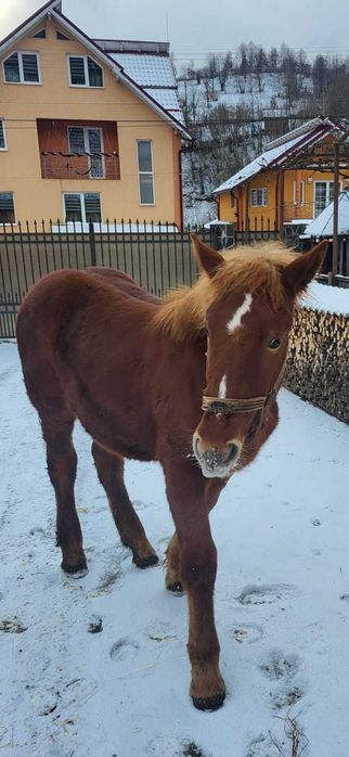 Vand manza de 7 luni