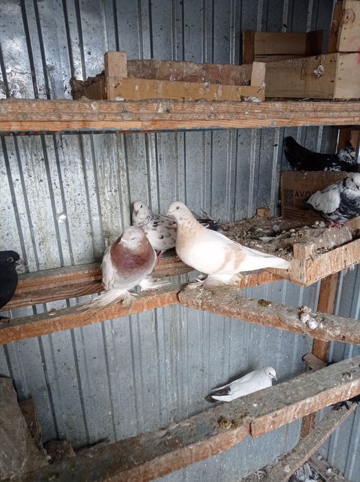 Голуби разные 1500