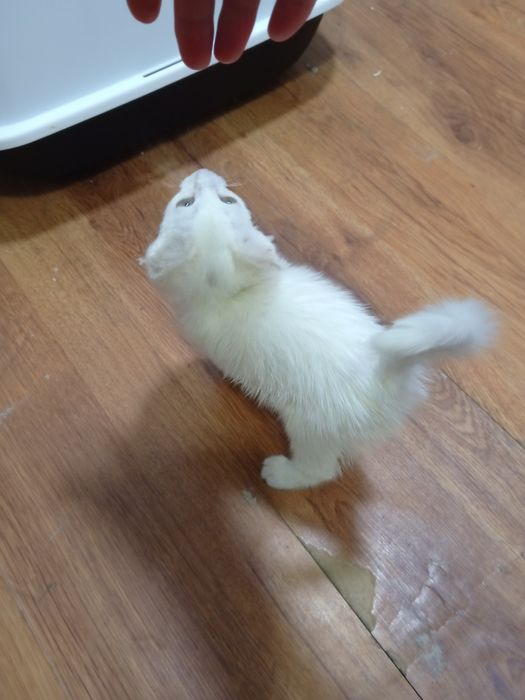 Mushuk turetiskiy angora