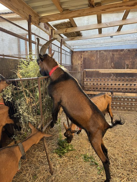 Альпи чех  теке.