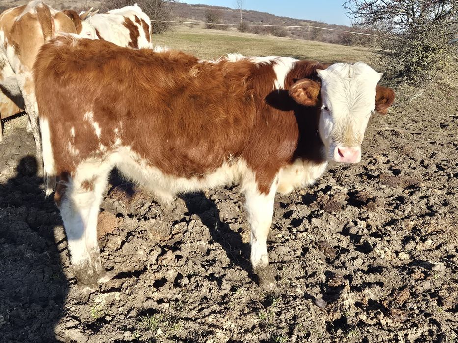 Vând tăuraș baltat