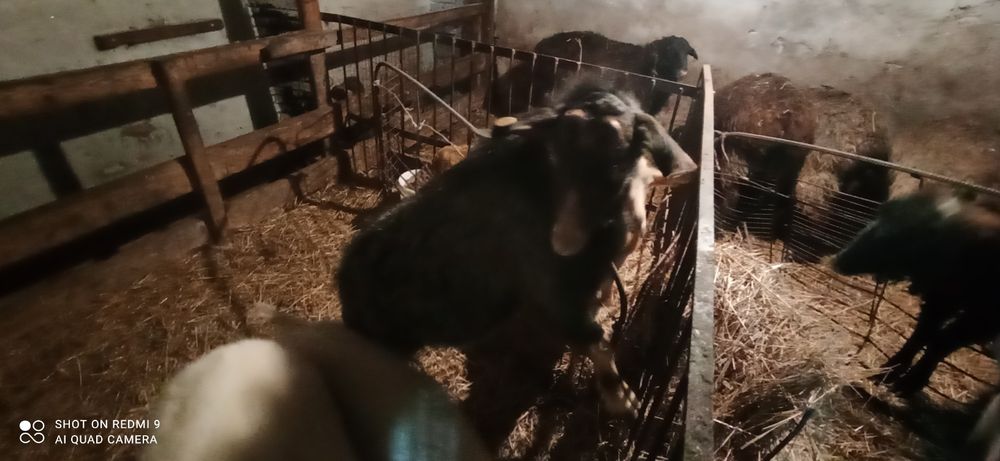 Продам козла возраст 1 год 2месяца