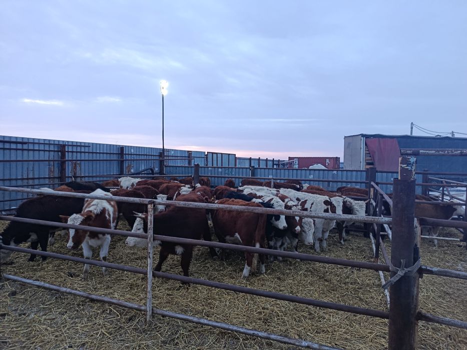 Россия сментал шохли гуножинлар 1 коринга бугоз