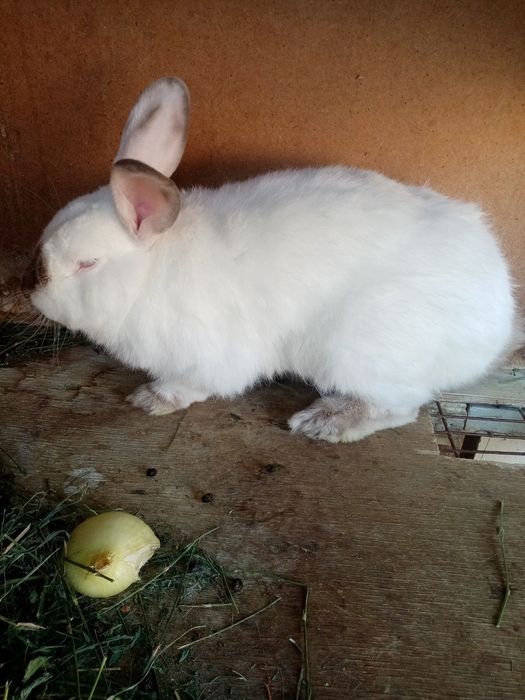 Kaliforniya sotiladi