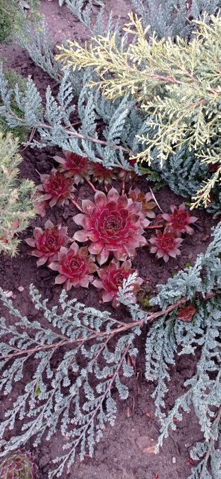 Молодило или Каменная роза