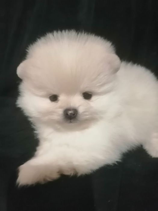 Большой выбор малышей Шпицов и Цвергшпиц