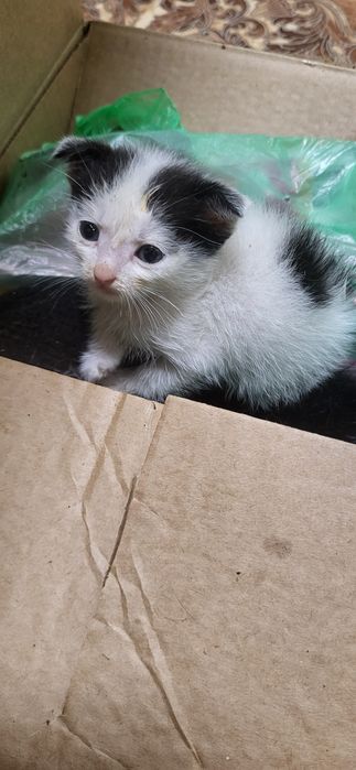 Супер котята ждут свои ручки