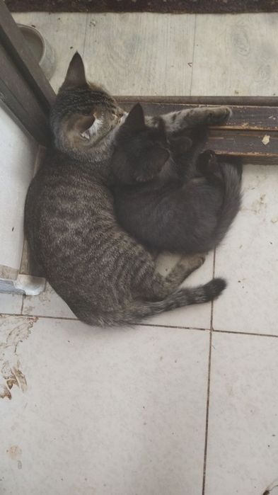 Котенок мальчик в добрые руки