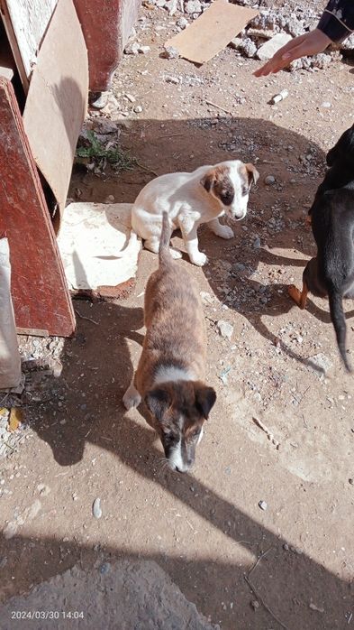 Собачки, девочки