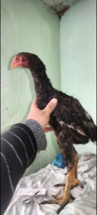 Дакан Жожалар Сотилади!