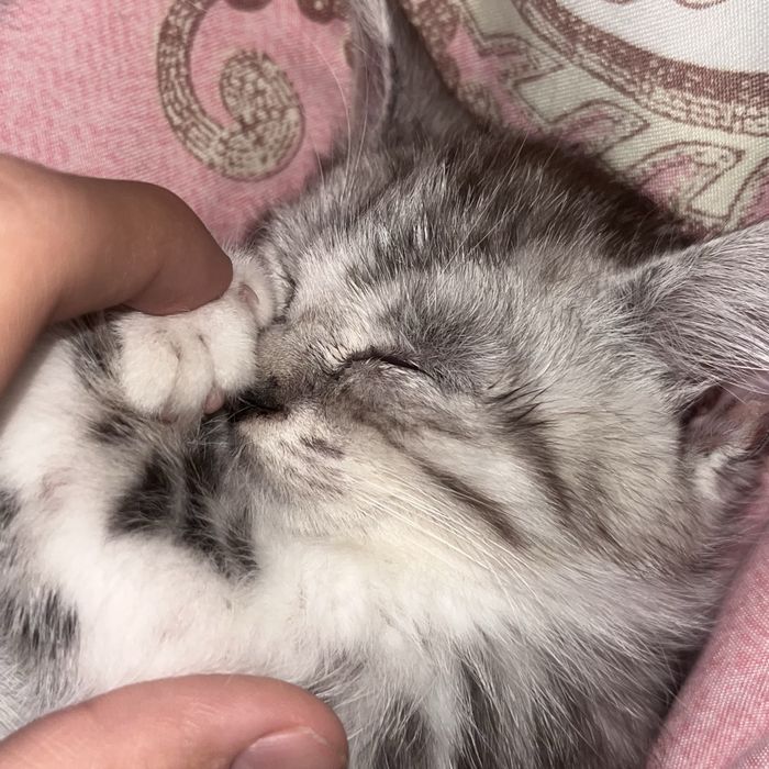 Шиншилы котята 2месяцные