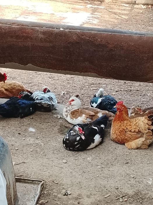 Индоутки продаётся утка