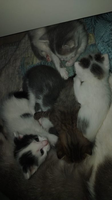 Котики отдам даром