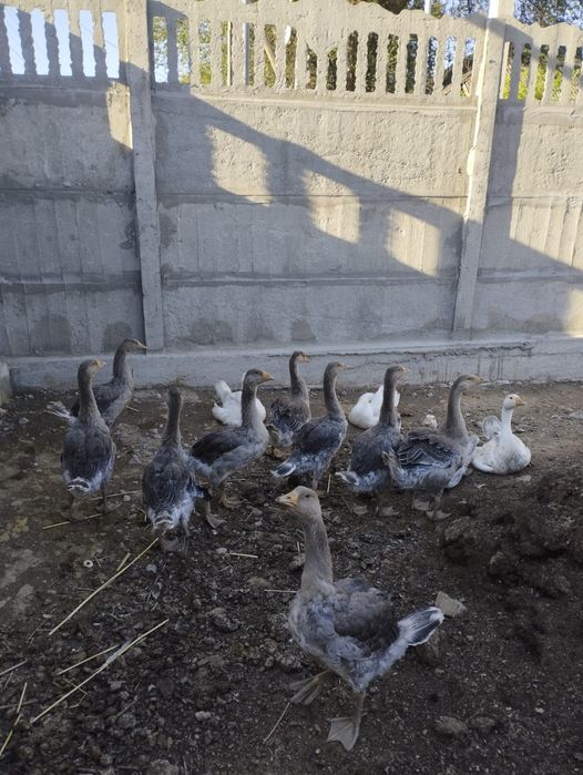 Продам Гусей Крупно серый молодые