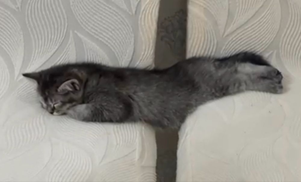 котенок 2.5 месяца