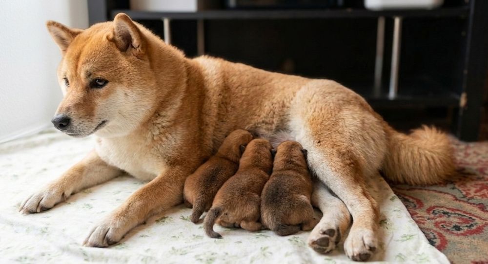 Щенки Сиба-ину 2 мальчика