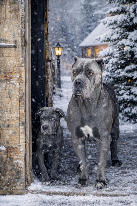 кане корсо девочка