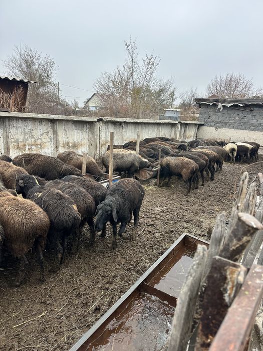 Қойлар сатылады откормда тұр