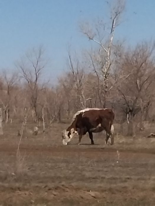 7 бас бұзаулы сиыр сатылады