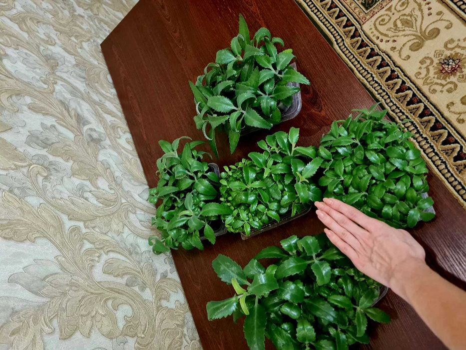 Каланхоэ Лечебная Дегремона