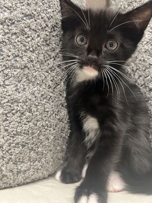 Котенок и кошечка