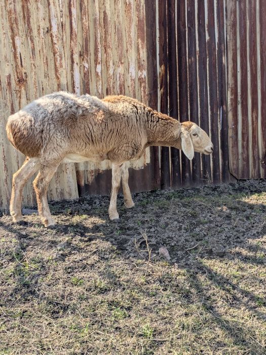 Арашан перво ярка