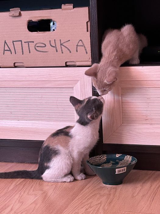 Ищу хозяина / хозяев для домашних котят