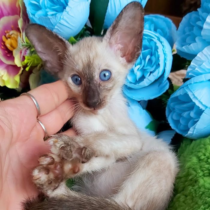 Ориенталы и Сиамы .  Котята