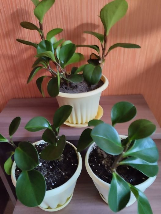 Продам комнатные цветы.