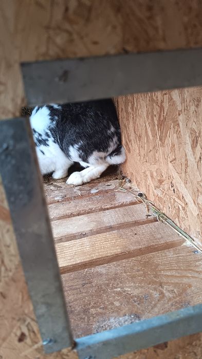 Iepurita fluture german